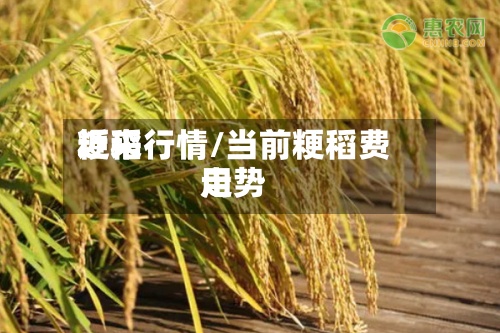 近来粳稻行情/当前粳稻费用走势-第2张图片