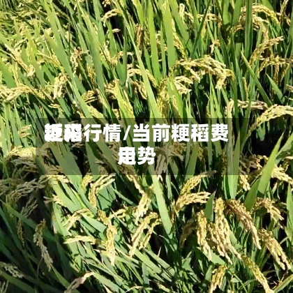 近来
粳稻行情/当前粳稻费用
走势