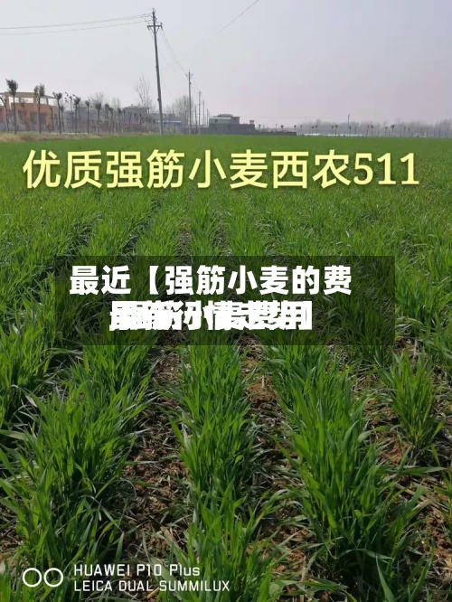 最近【强筋小麦的费用,强筋小麦费用最新行情走势】