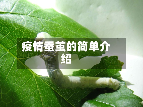 疫情蚕茧的简单介绍