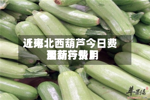 近来【河北西葫芦今日费用西葫芦费用最新行情】-第2张图片